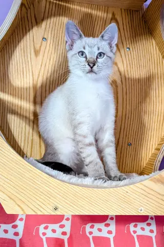 KITTEN EDWARD