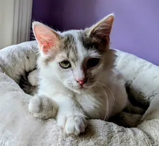 KITTEN ALPHONSE