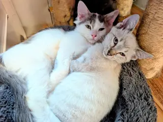 KITTEN ALPHONSE