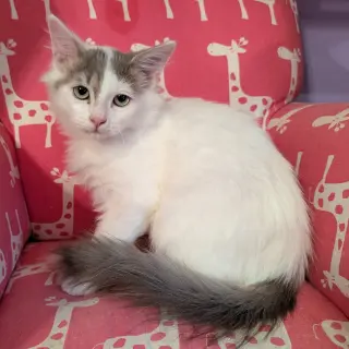 KITTEN ALPHONSE
