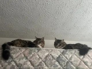 Tota & Amba