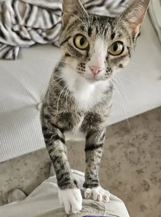 KITTY MAJKA