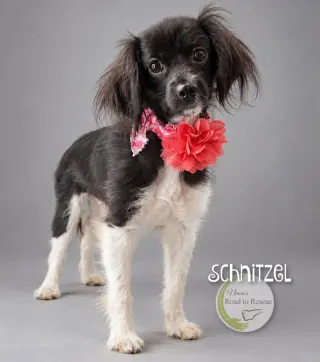 Schnitzel