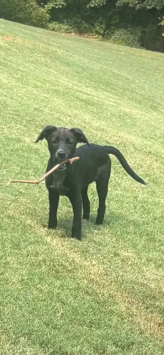 Lulu