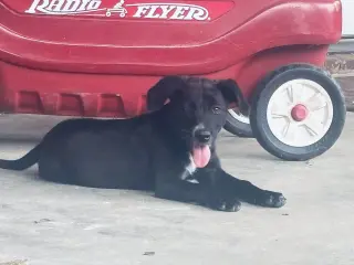 Lulu