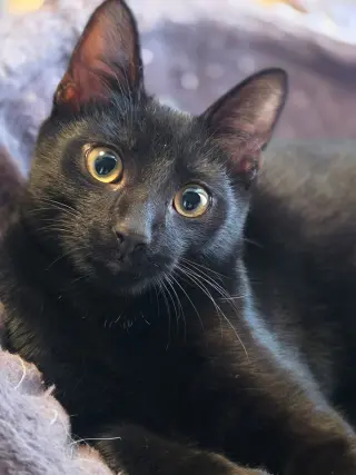 Xander