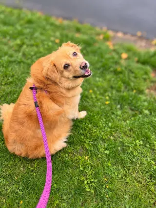 Ember