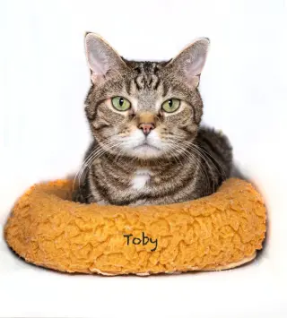 Toby