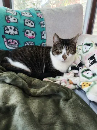 Gizmo / Gremlin