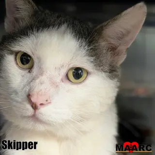 Skipper
