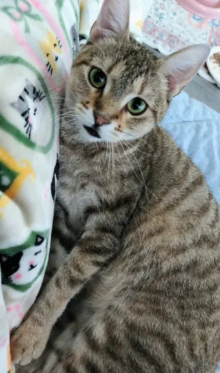 Nixie
