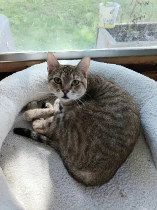 Nixie