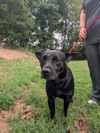 Milo (AL)