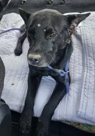Milo (AL)