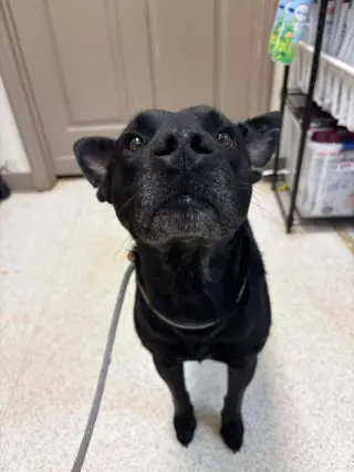 Milo (AL)