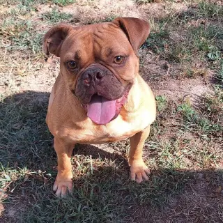 Dolly