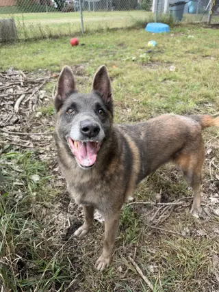 Mabel located in NC