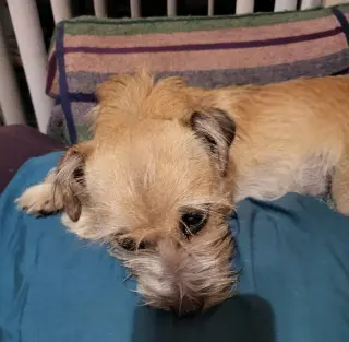 Taco