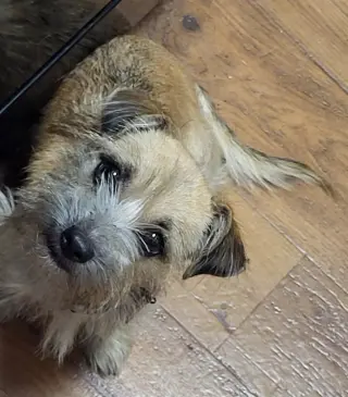 Taco