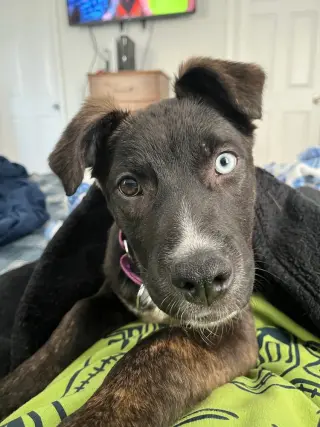 Lyla