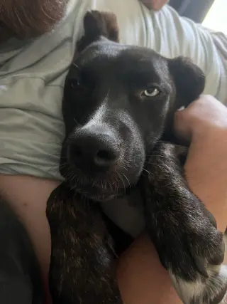 Lyla