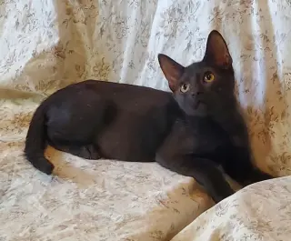 Baked Beans