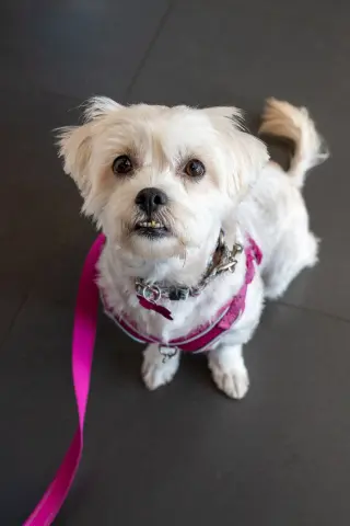 Chiquita