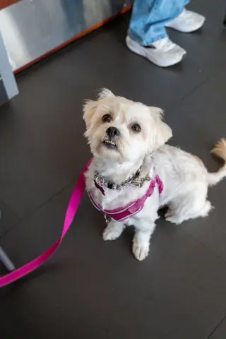Chiquita