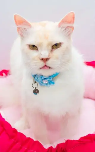leo