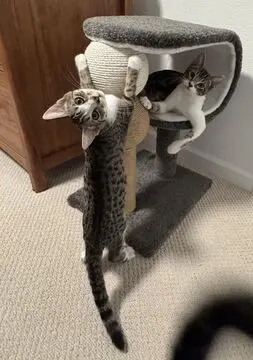 Waffles (Guardian Assist)