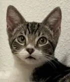 Waffles (Guardian Assist)