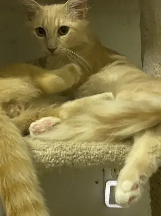 Fennec