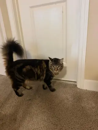 Spooky & Spider (Courtesy Post)