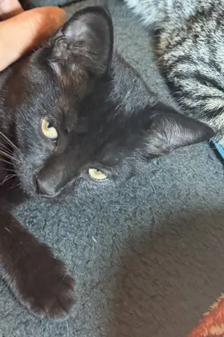 Xena