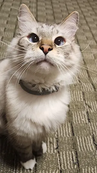 Beemo