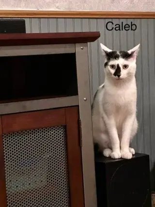 Caleb