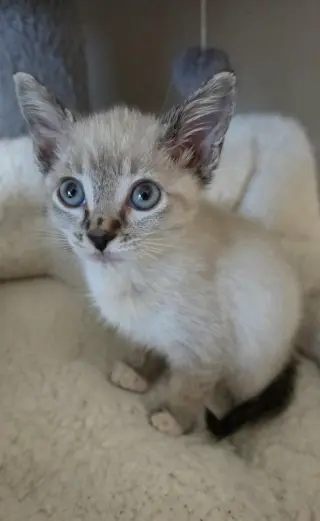 Eloise