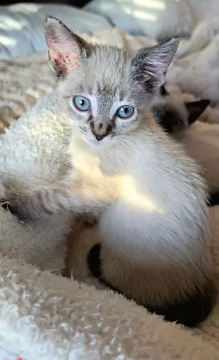 Eloise