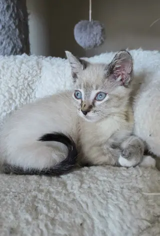 Eloise