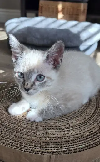 Eloise