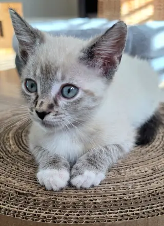 Eloise