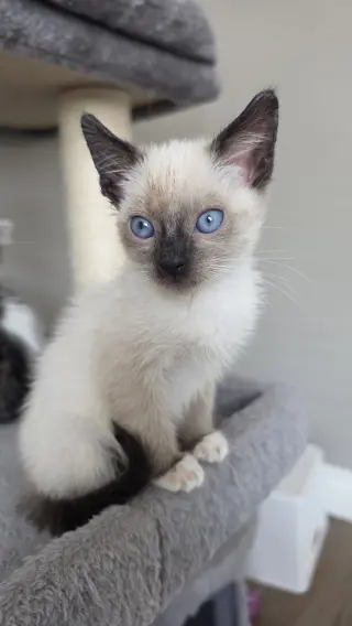 Enya