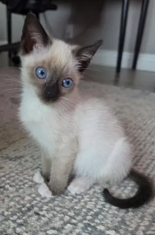 Enya