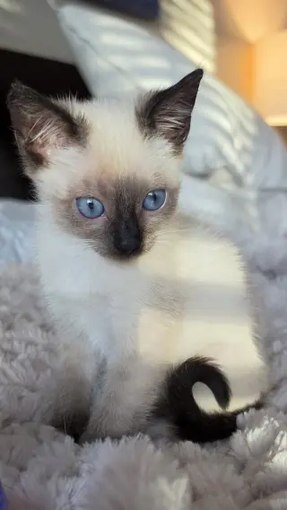 Enya