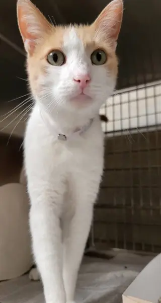 BINKY