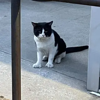 Six Toes