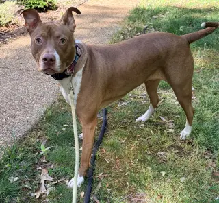 Maggie
