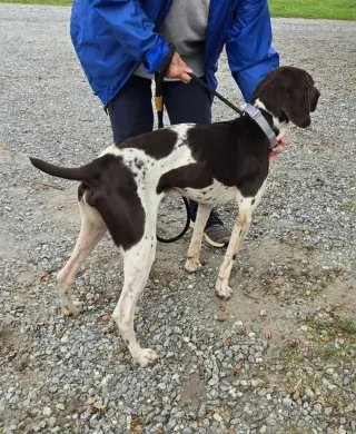 Rusty: At shelter available 10/4