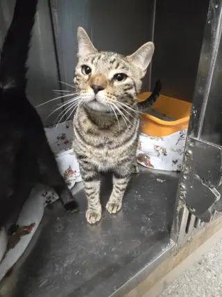 Odin & Loki (*bonded pair)