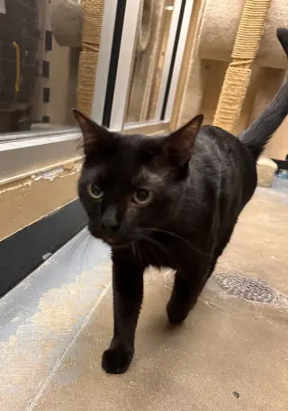 Odin & Loki (*bonded pair)